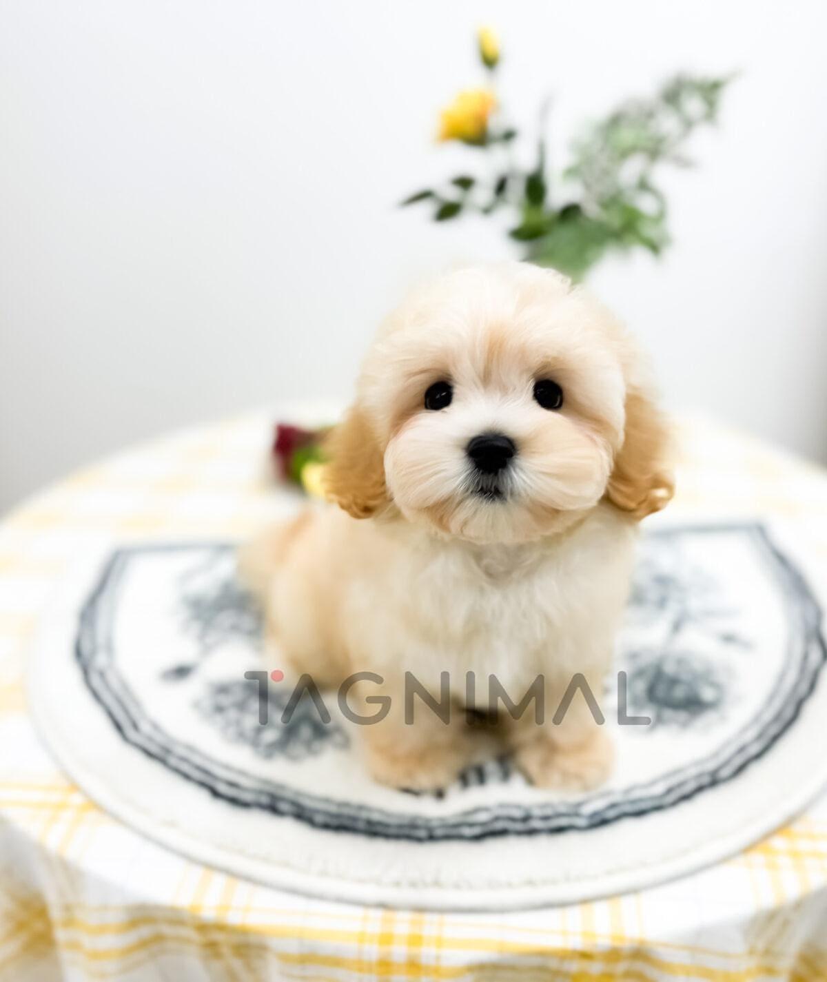Fluffy Cream Puppy Lounging on a Cozy Cushion Fluffy cream-colored puppy lounging comfortably on a cozy cushion.