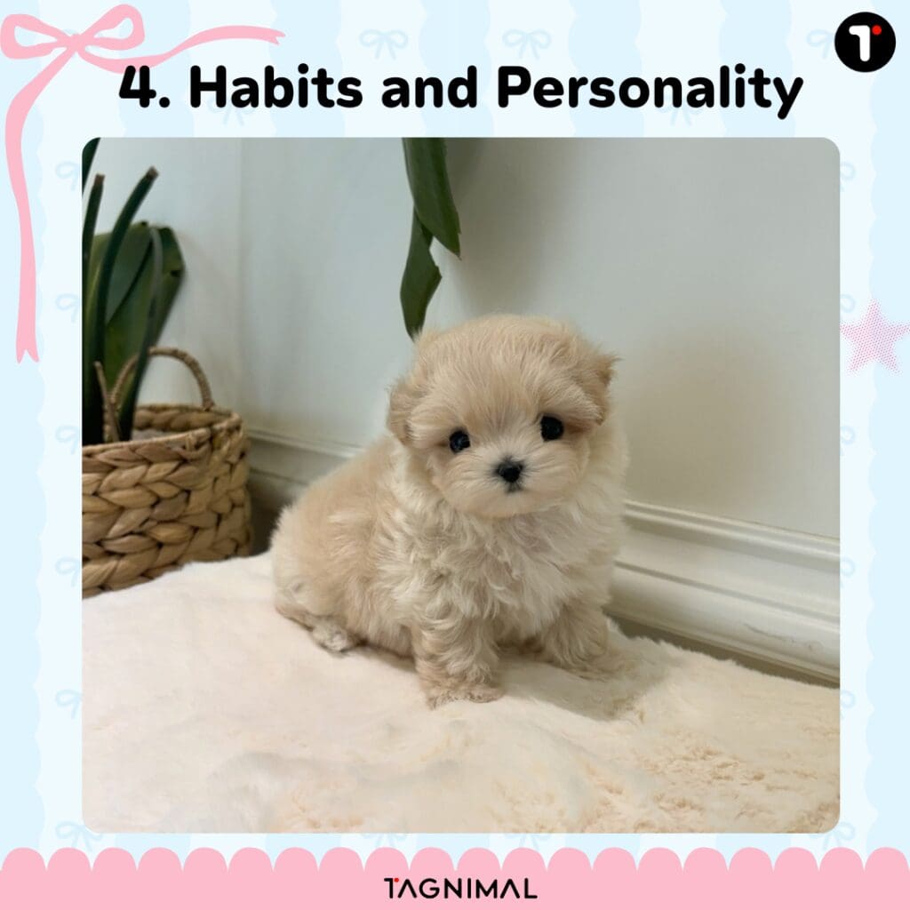 Cream-colored puppy with a sweet expression and adorable charm.