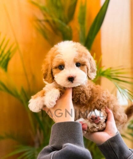 Two curly-haired puppies sitting side by side with soft, fluffy coats.