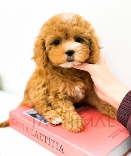Caramel-colored puppy with curly fur resting on a pink book.