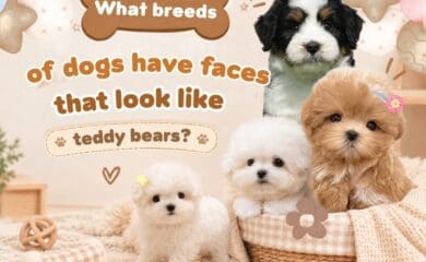 Four fluffy puppies with teddy bear faces on soft blankets in a cozy pastel setting.