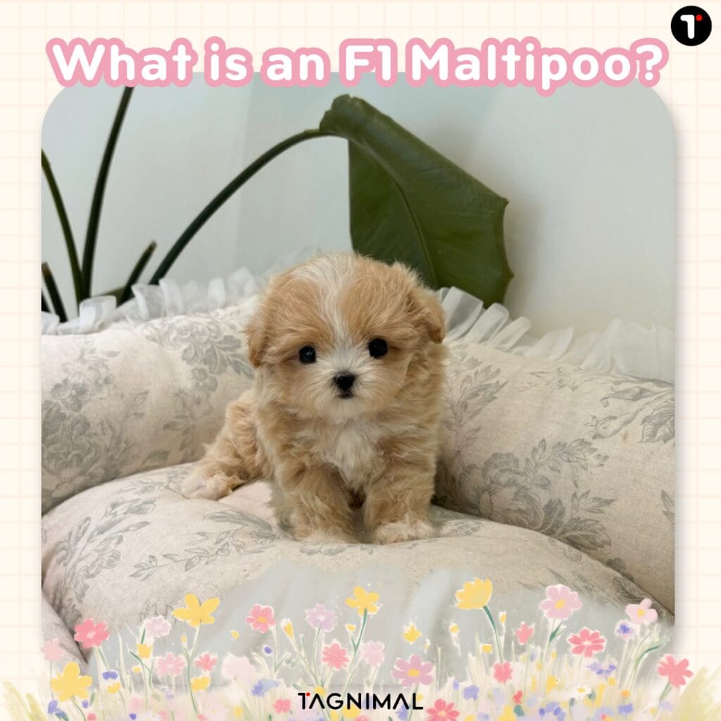 F1 Maltipoo, a first-generation cross between a purebred Maltese and a Poodle.
