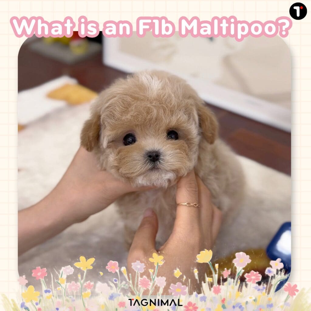 F1B Maltipoo puppy with a fluffy coat and sweet expression in a close-up portrait.