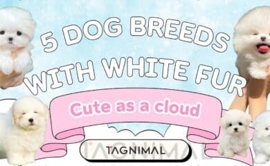 Five beautiful white dog breeds with snow-white coats and unique features.