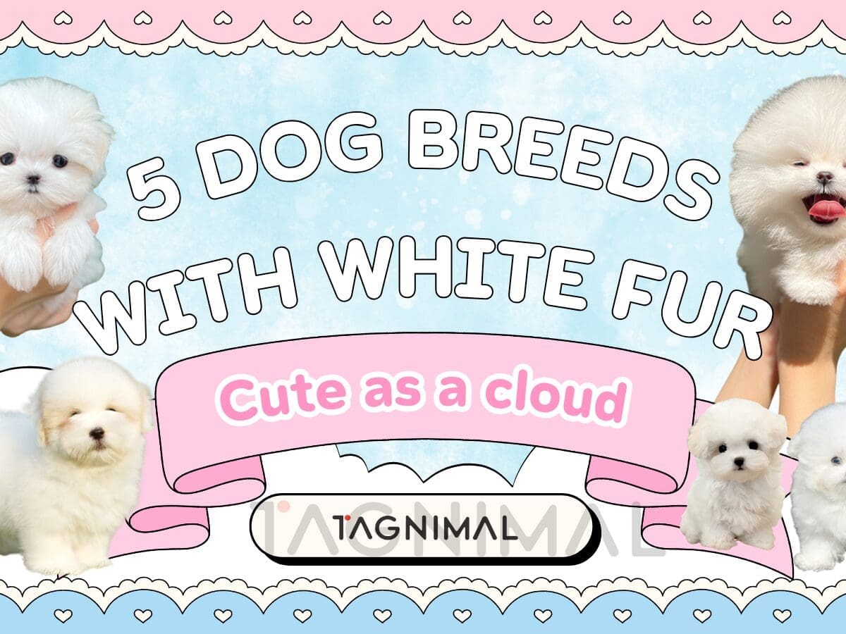 Five beautiful white dog breeds with snow-white coats and unique features.