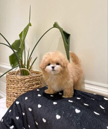 Fluffy apricot puppy with curly fur resting on a cozy heart-patterned blanket.