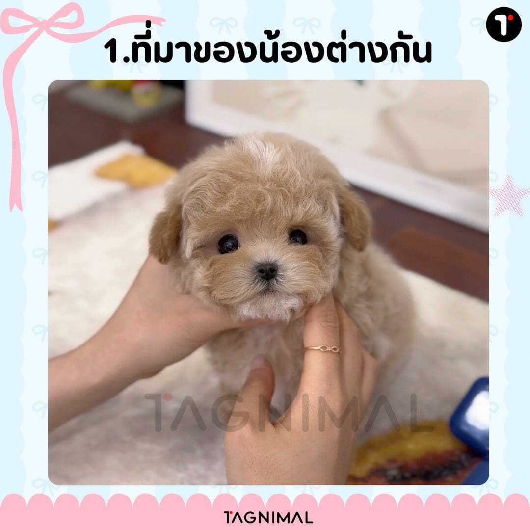 Adorable fluffy puppy with soft fur and a sweet face against varied backgrounds.