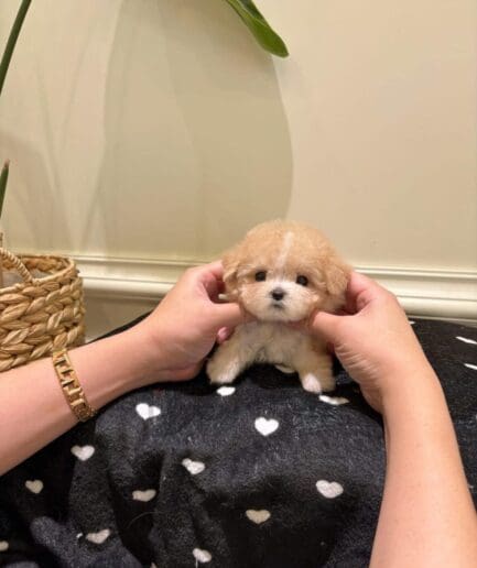 Fluffy apricot and white puppy with a soft coat and sweet expression.