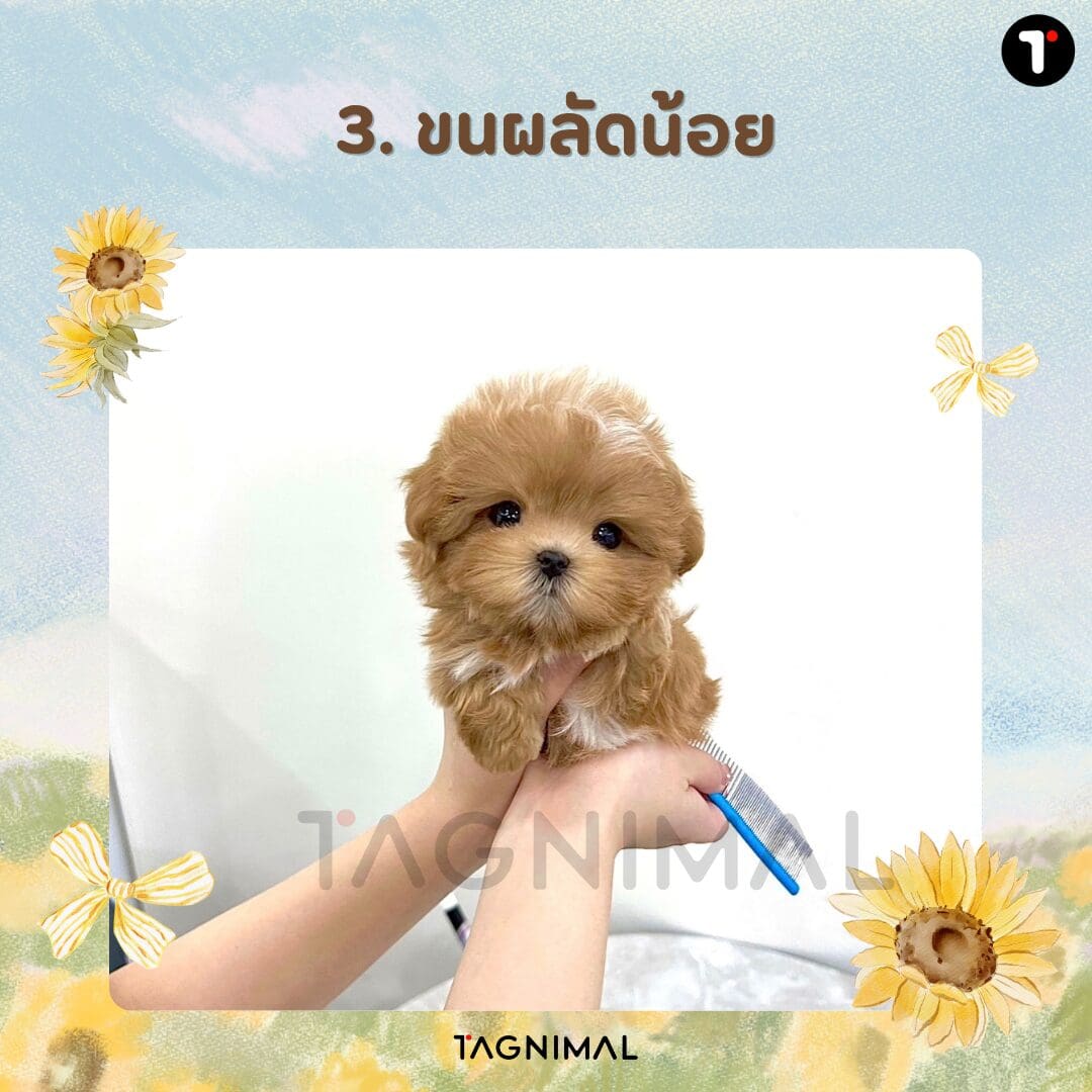Low-shedding puppy for a clean, pet-friendly home with less loose fur.