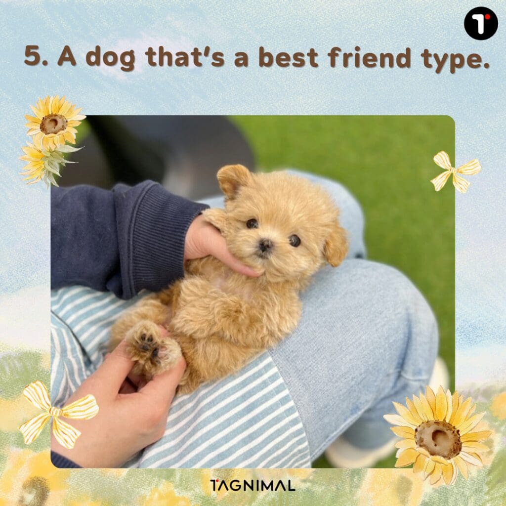 Fluffy brown puppy resting comfortably on a persons lap.
