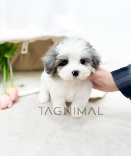 Fluffy gray and white puppy with a soft coat and sweet expression.