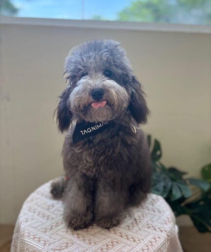 Fluffy gray dog with a thick, shaggy coat in a pet portrait.