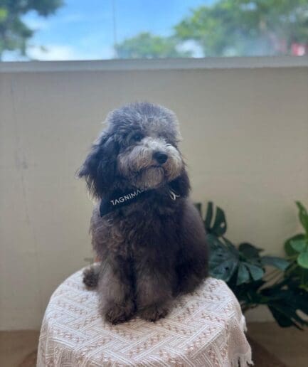 Small fluffy gray dog with a shaggy coat sitting on a stool.