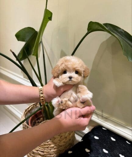 Tiny, fluffy cream-colored puppy gently cradled in human hands in a close-up view.