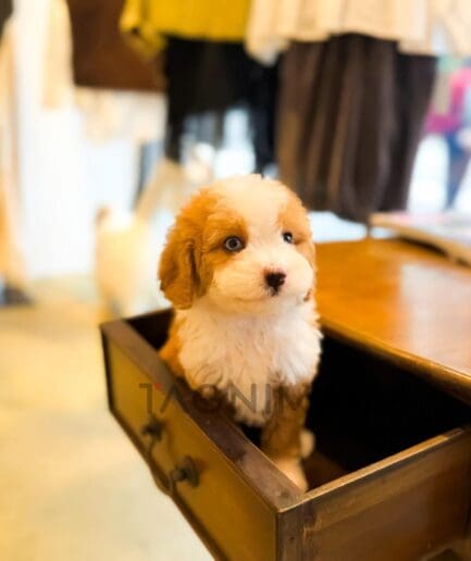 Fluffy puppy sitting on a wooden chair in a charming pet portrait.