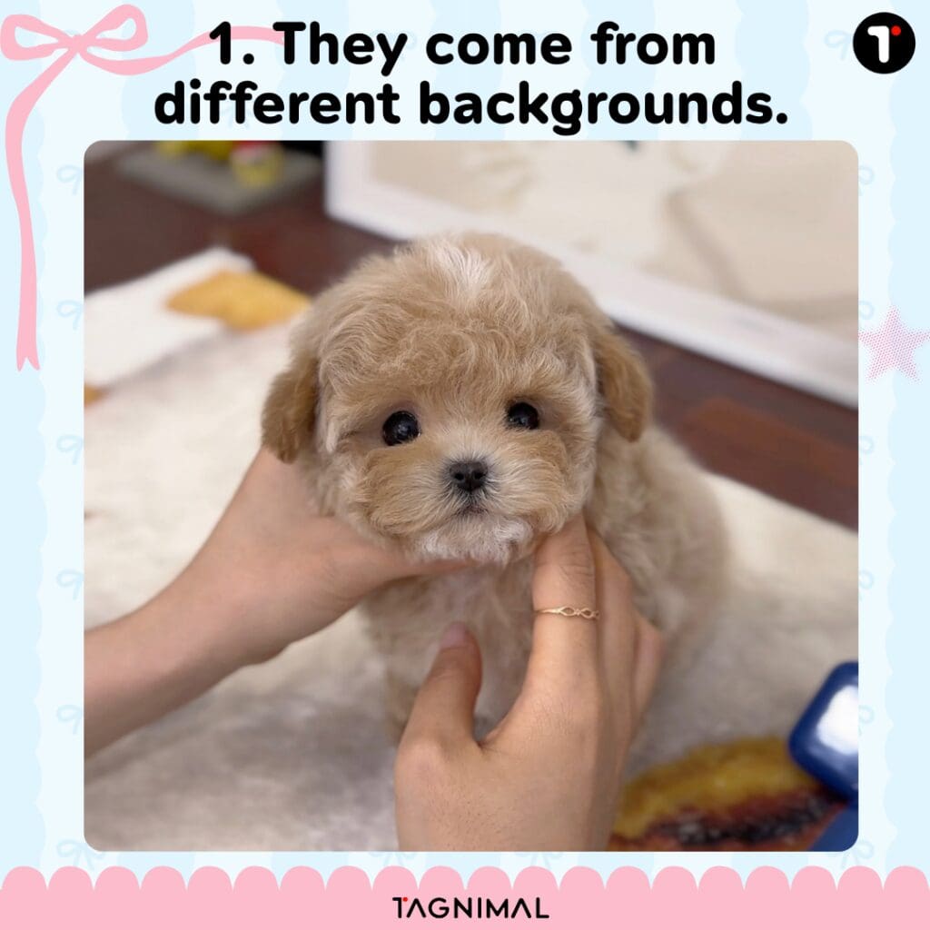 Adorable fluffy puppy with soft fur and a sweet face against varied backgrounds.