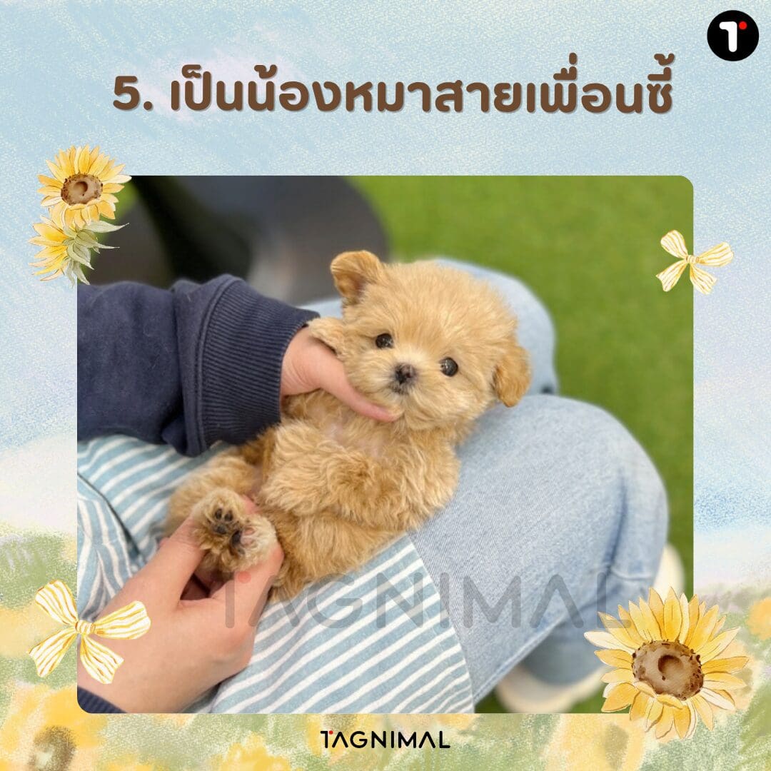 Fluffy brown puppy resting comfortably on a persons lap.