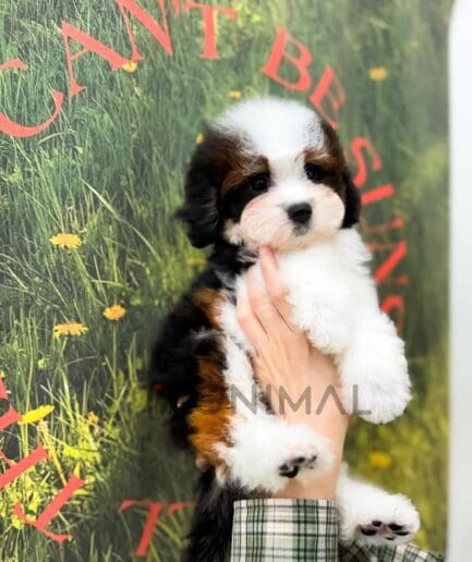 Tricolor puppy portrait featuring a soft, fluffy coat and multicolored fur.