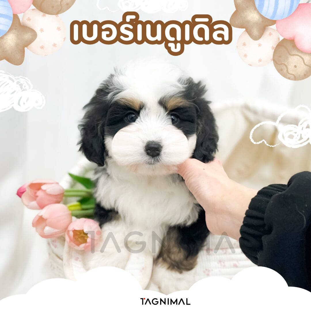 Tricolor Bernedoodle puppy on white bedding with pink flowers and pastel balloon decorations.