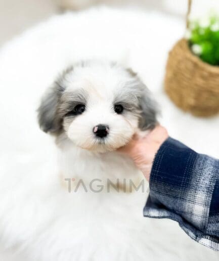 White and gray puppy with a soft, fluffy coat.