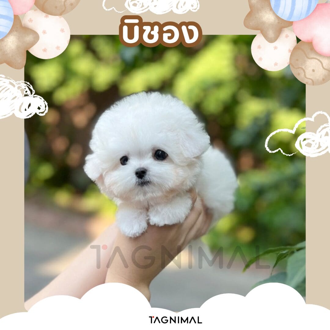 Fluffy white Bichon puppy cradled in a hand against a green garden with pastel decorations.