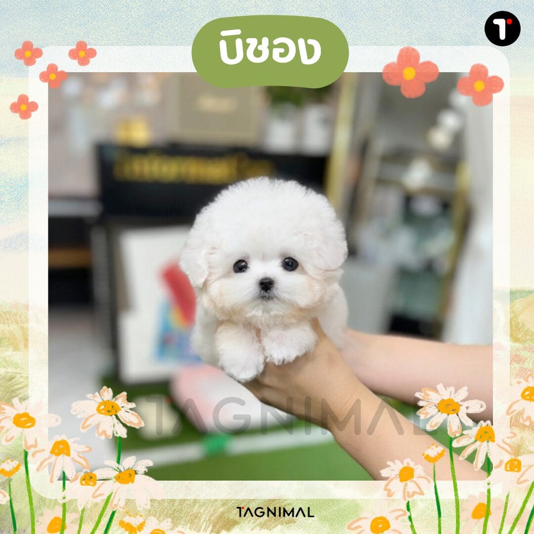 Fluffy white Bichon Frise puppy with a sweet expression in a close-up portrait.