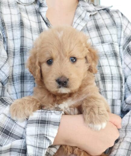 Golden-brown puppy resting gently in a persons arms.