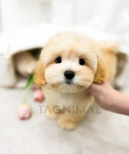 Cuddly golden retriever puppy plush toy, a soft stuffed dog companion.