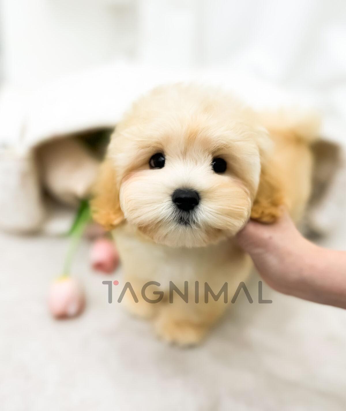 Cuddly Golden Retriever Puppy Plush Toy Cuddly golden retriever puppy plush toy, a soft stuffed dog companion.