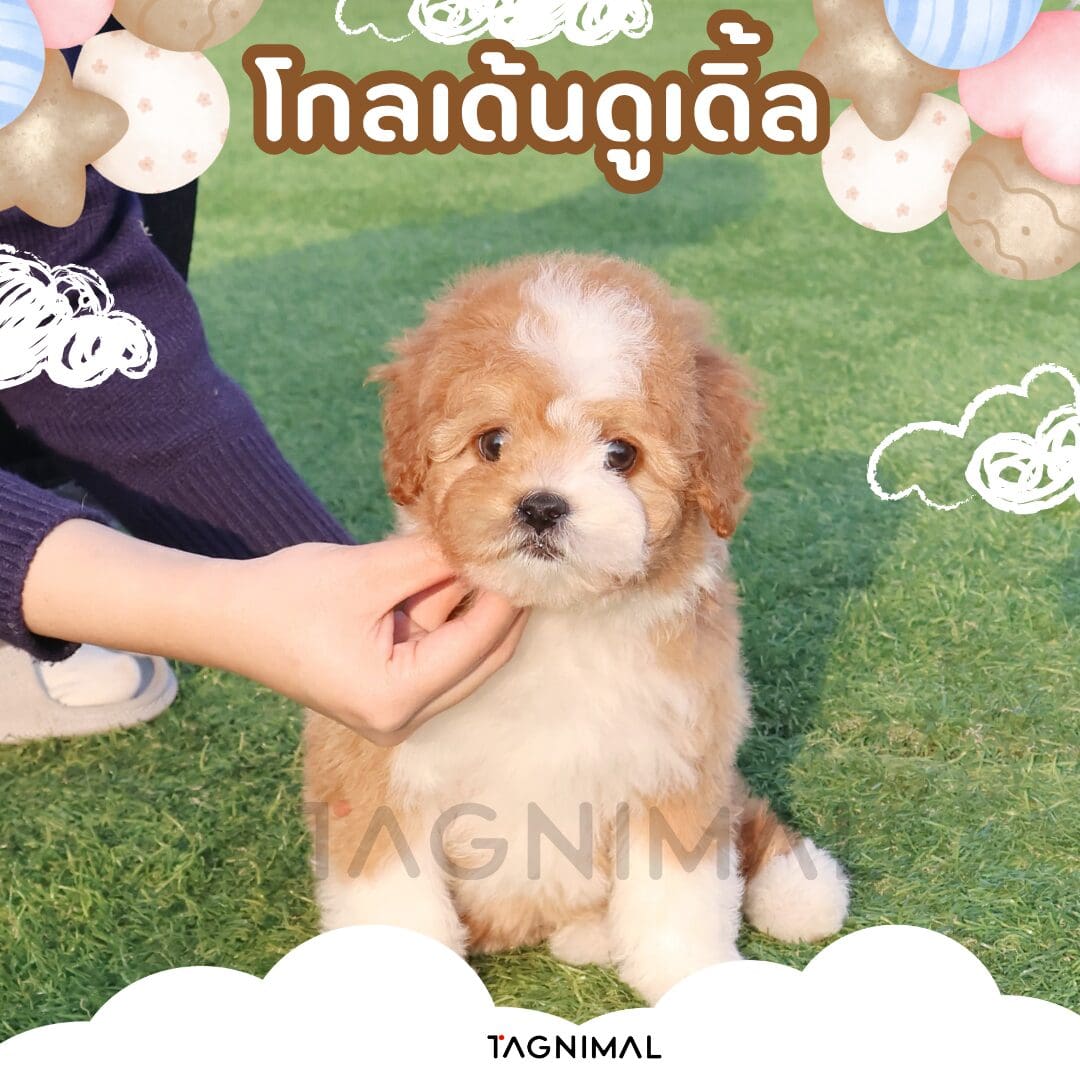 Fluffy cream and apricot Goldendoodle puppy sitting on artificial grass, receiving a gentle chin scratch.
