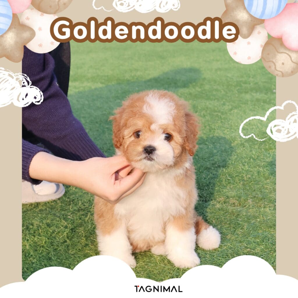 Fluffy cream and apricot Goldendoodle puppy sitting on artificial grass, receiving a gentle chin scratch.