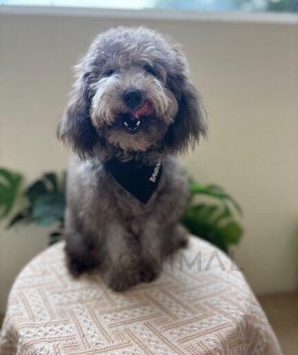 Fluffy gray dog relaxing comfortably on an ottoman.