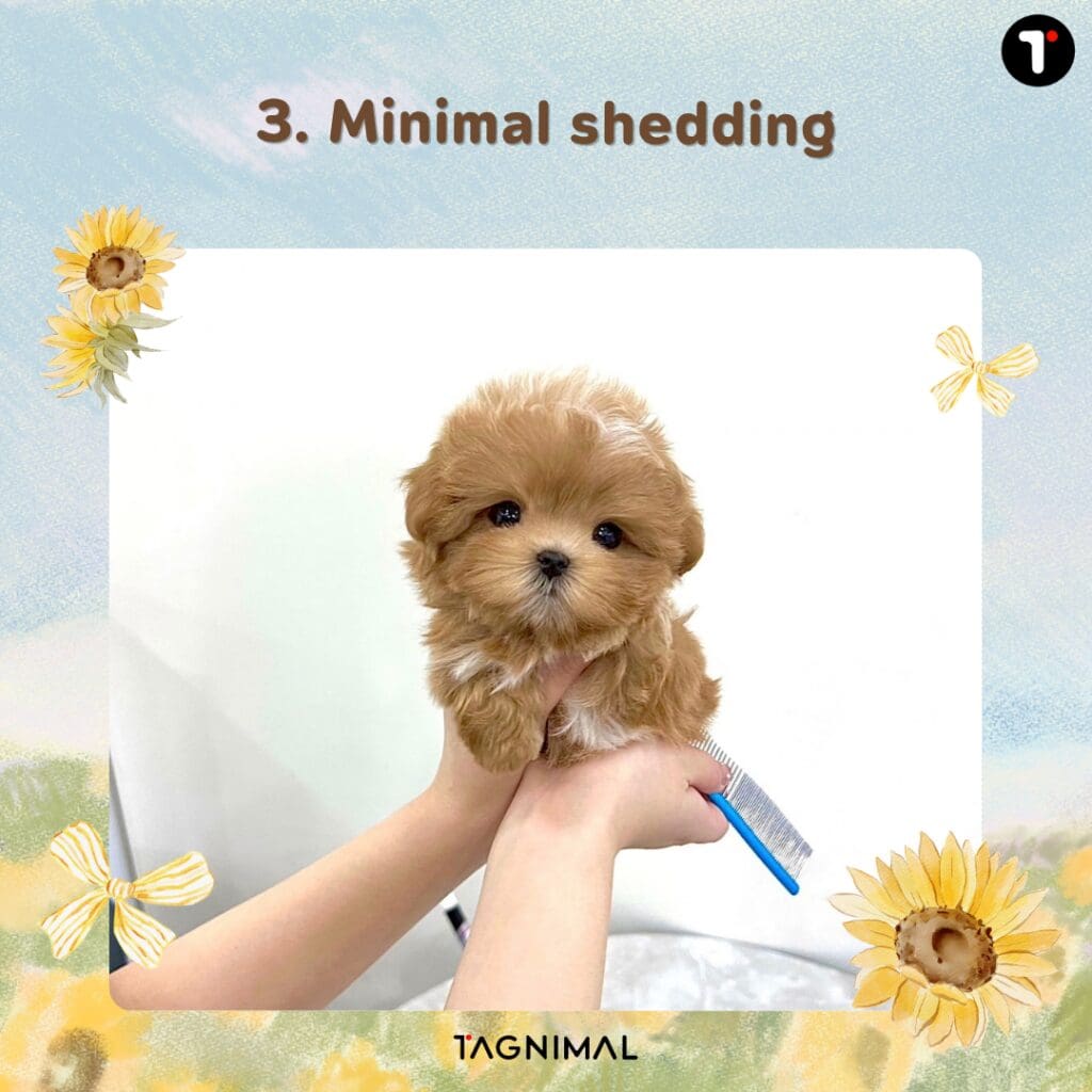 Low-shedding puppy for a clean, pet-friendly home with less loose fur.