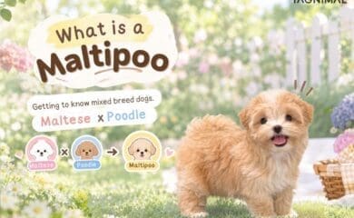 Fluffy apricot Maltipoo puppy beside a garden sign explaining the Maltese and Poodle mix.