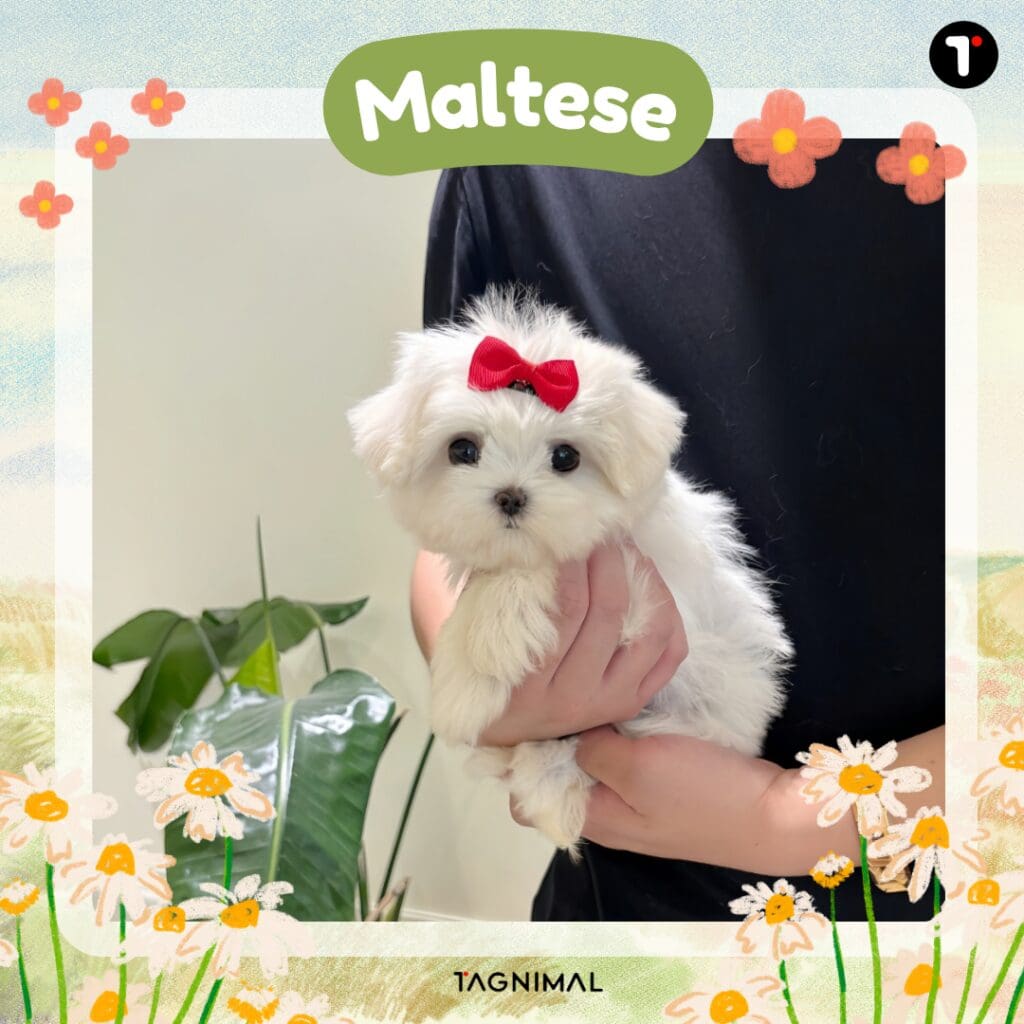 Fluffy white Maltese puppy wearing a bright red bow.