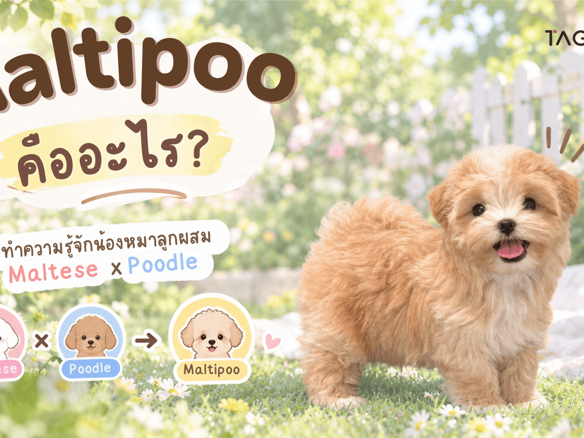 Fluffy Maltipoo dog, a small Maltese and Poodle mix, with a sweet expression.
