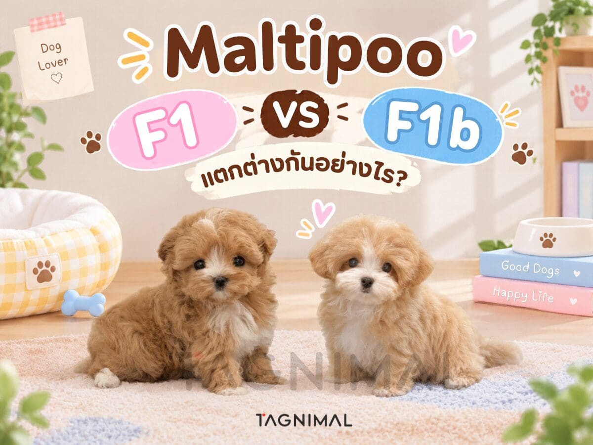 F1 vs. F1B Maltipoo comparison: first-generation Maltese-Poodle mixes versus backcross Maltipoos.