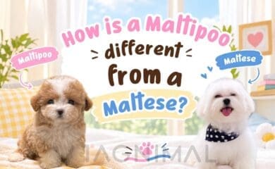 Maltipoo and Maltese dogs side by side, comparing coat textures and appearance.