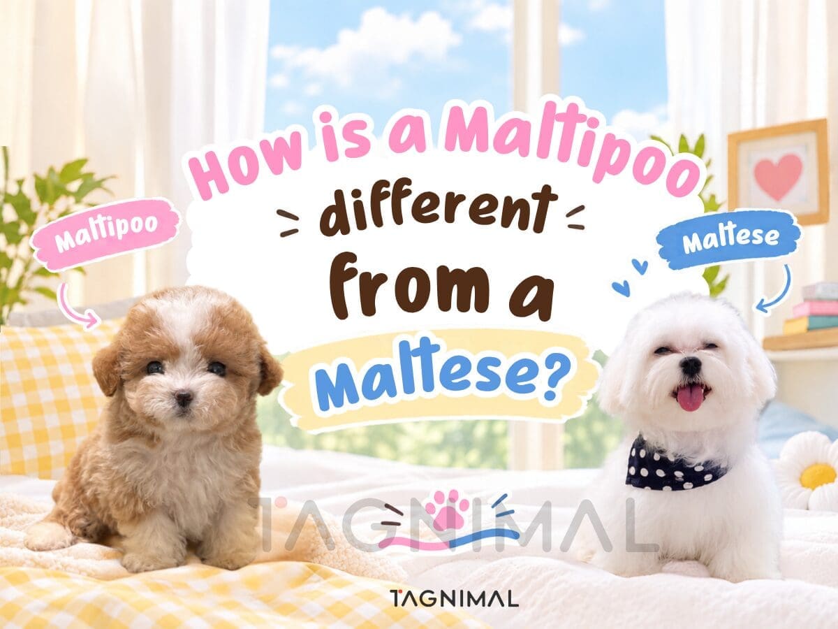 Maltipoo and Maltese dogs side by side, comparing coat textures and appearance.
