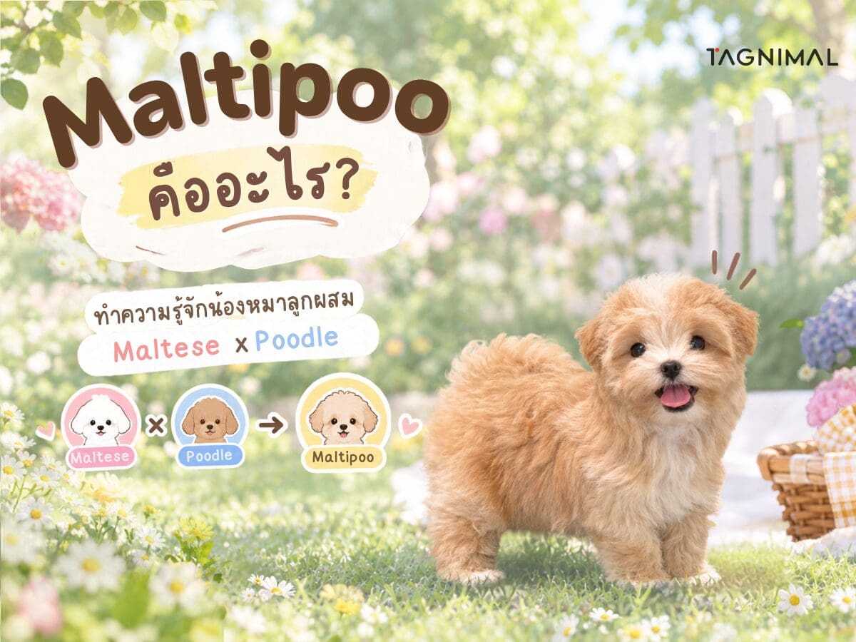 Fluffy apricot Maltipoo puppy beside a garden sign explaining the Maltese and Poodle mix.