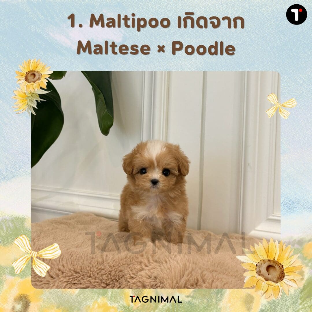 Maltipoo dog with a soft, fluffy coat, a mix of Maltese and Poodle breeds.