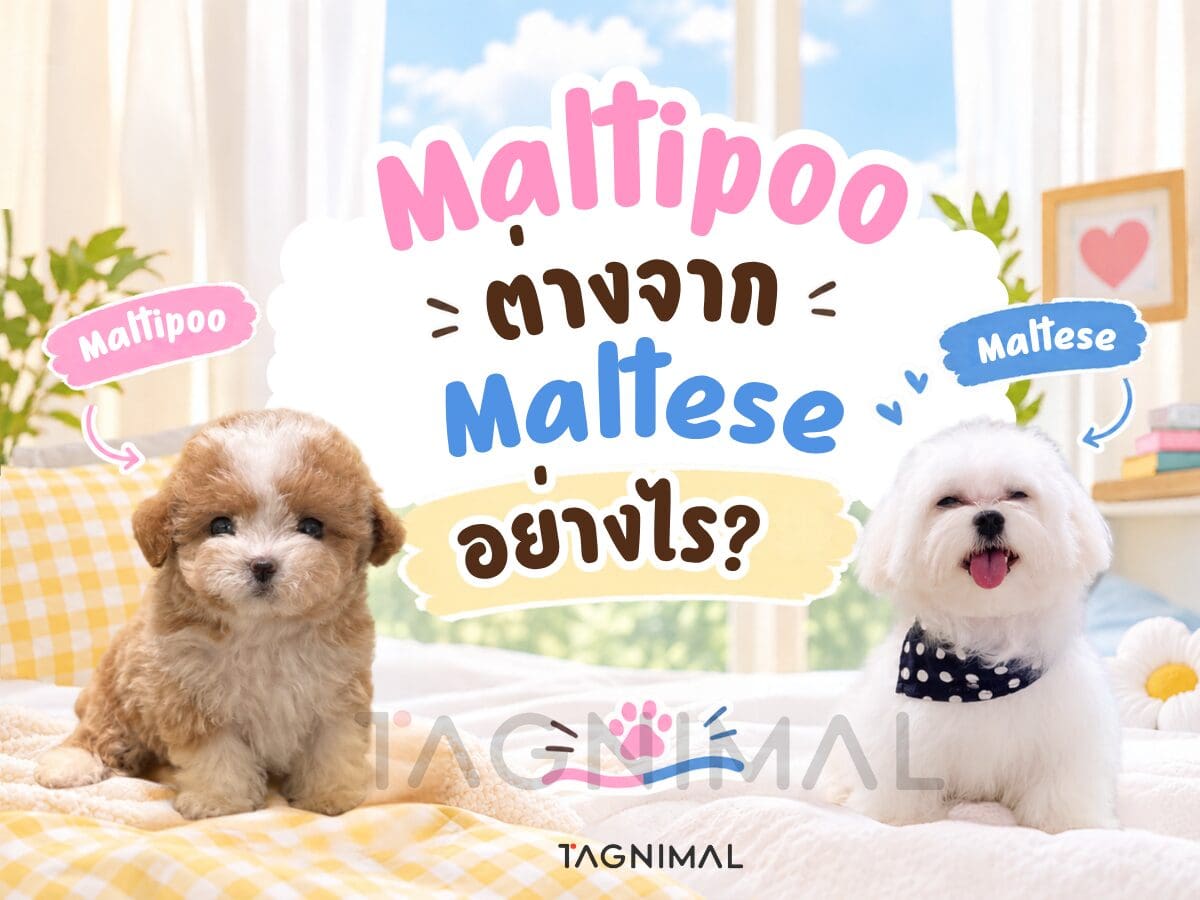 Maltipoo and Maltese dogs side by side, comparing coat textures and appearance.