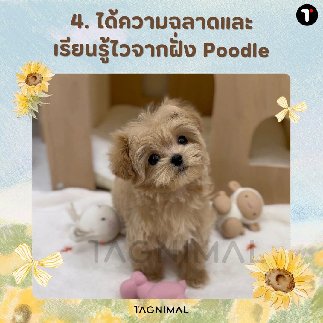 Poodle mix puppy, a lovable canine companion.