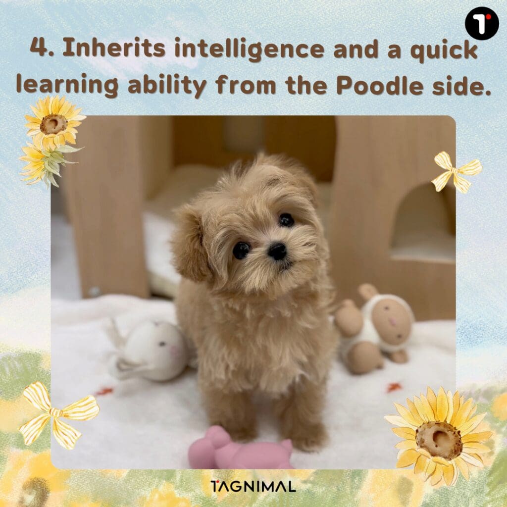 Poodle mix puppy, a lovable canine companion.