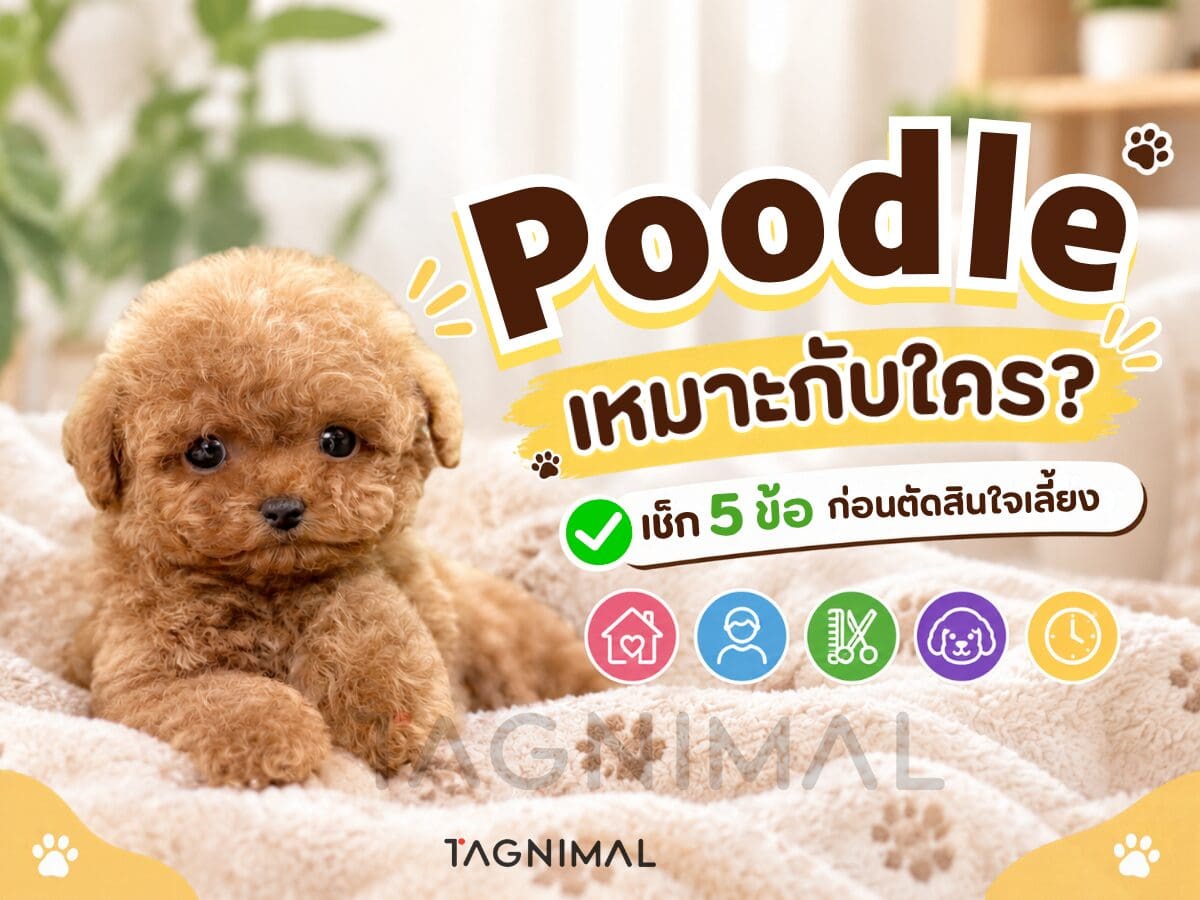 Poodle puppy care checklist with essential supplies and daily care tips for new owners.
