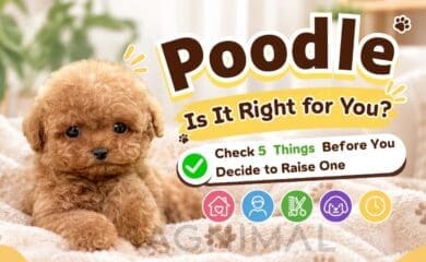 Poodle puppy care checklist with essential supplies and daily care tips for new owners.
