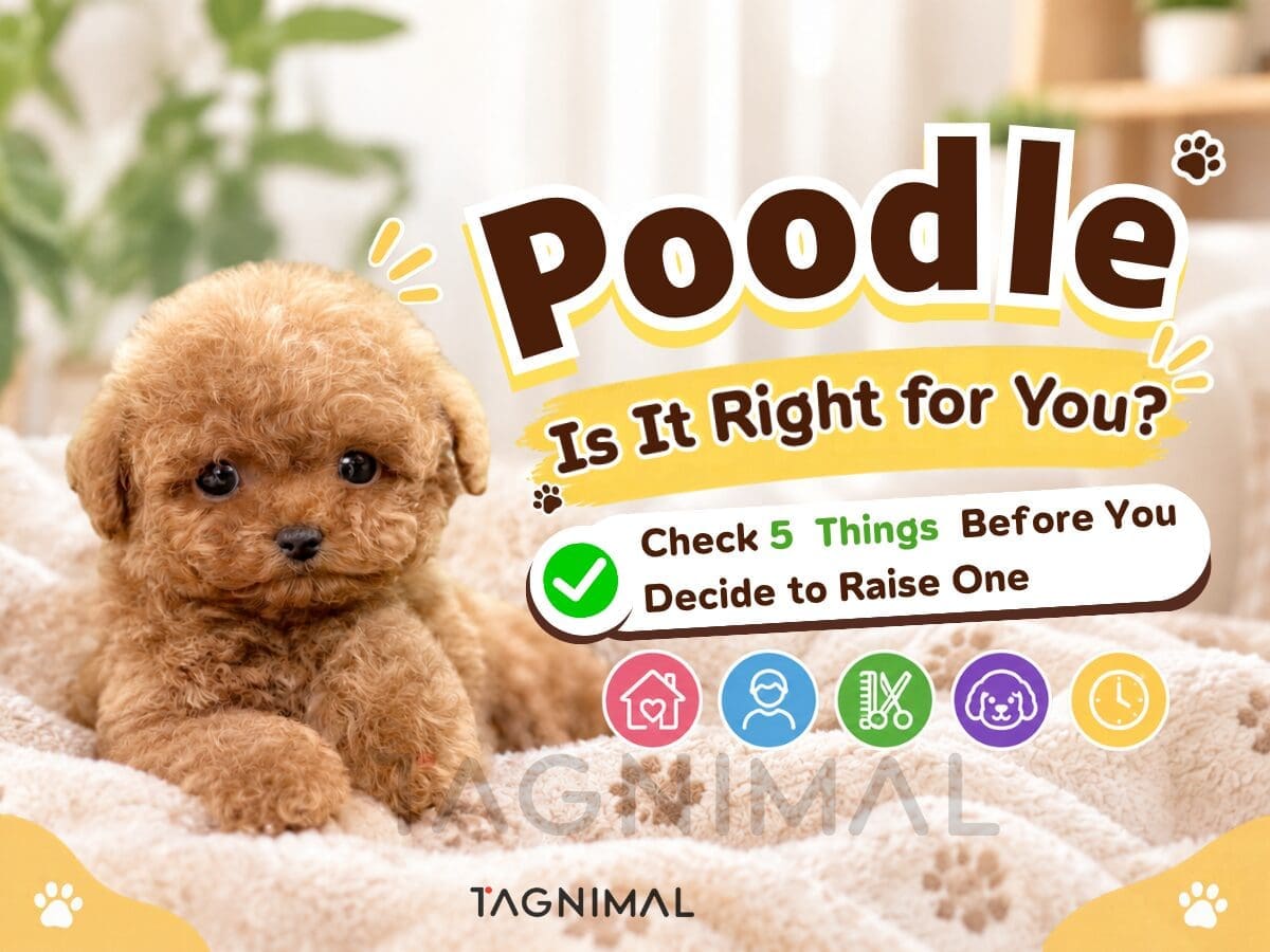 Poodle puppy care checklist with essential supplies and daily care tips for new owners.