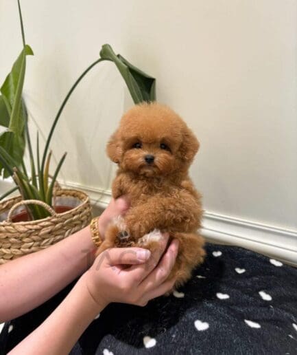 Reddish-brown toy poodle puppy with a soft, curly coat.
