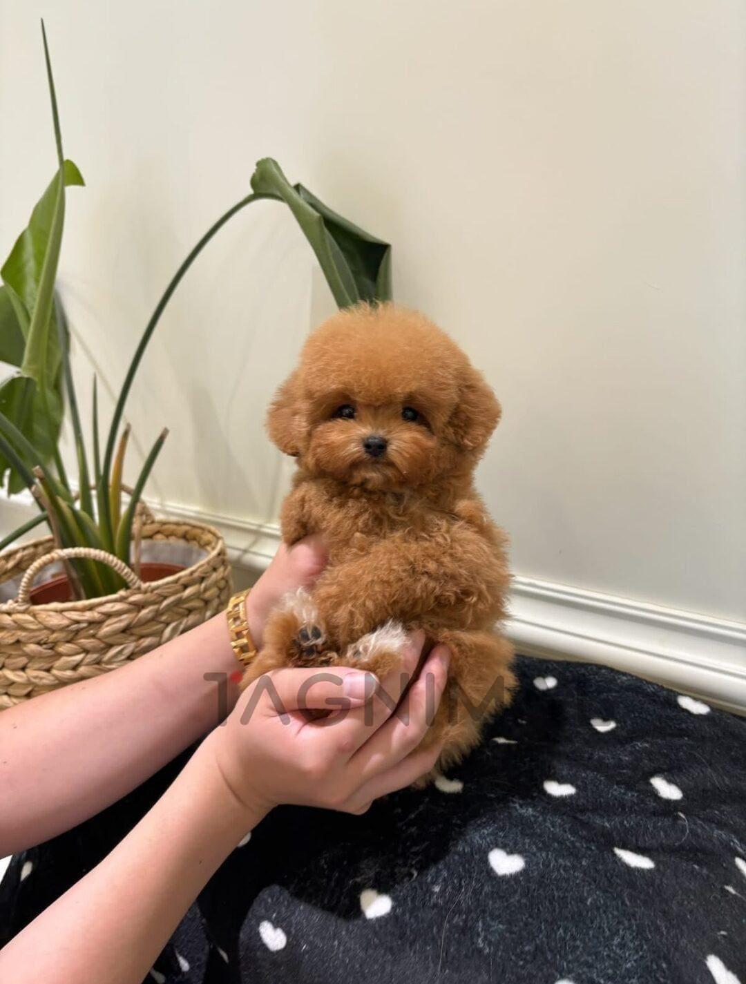 Adorable Reddish-Brown Toy Poodle Puppy With Curly Fur Reddish-brown toy poodle puppy with a soft, curly coat.