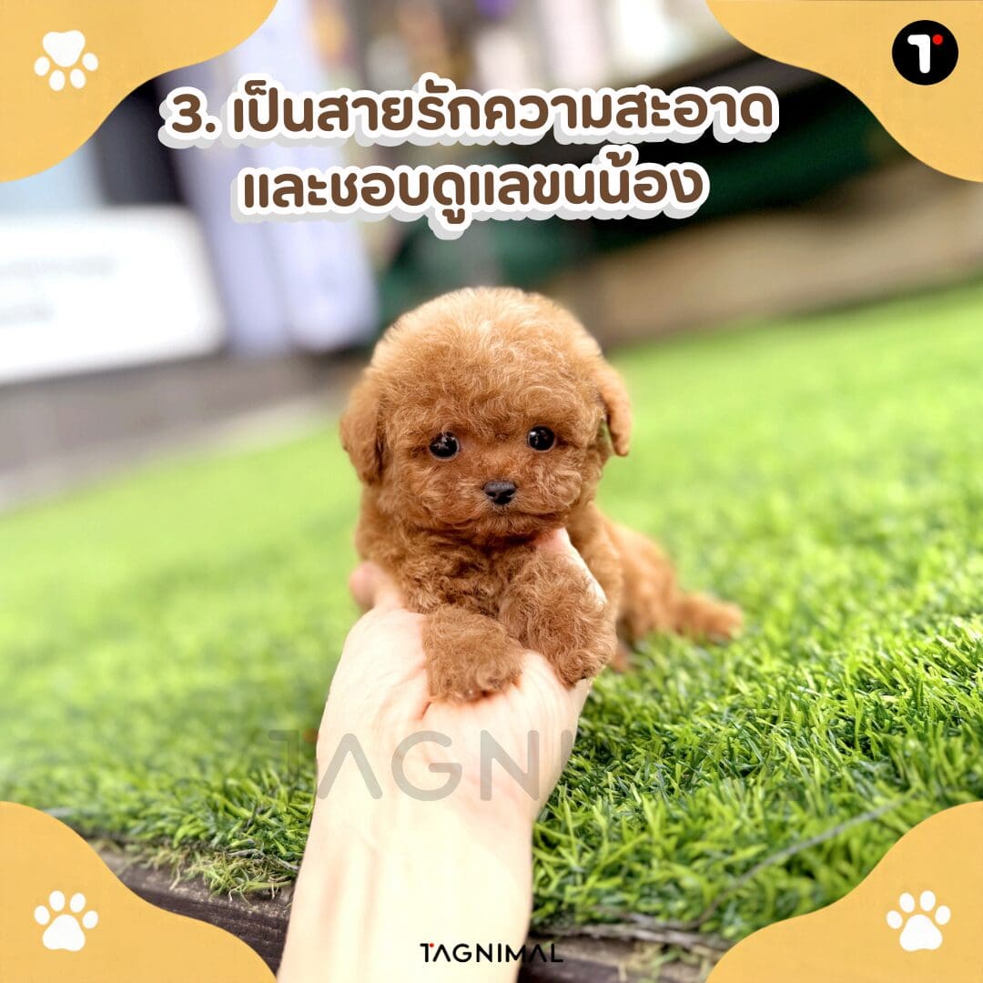 Toy Poodle puppy with a soft, curly coat maintained through regular grooming and care.